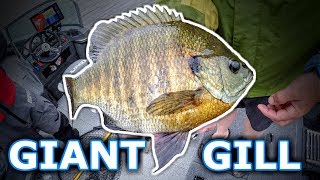 We Caught a GIANT BLUEGILL!!!! (Public Lake)