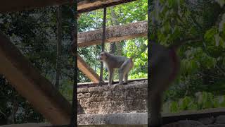 Funny monkey on clip each , Enjoy  95 -#monkey continues to find friends