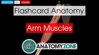 Arm Muscles | Flashcard Anatomy