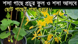 ছোট গাছে শসা ধরাতে চান? শীতকালীন শসা চাষ পদ্ধতি a to z। Cucumber cultivation in winter season