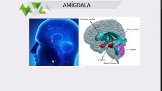 PSICOLOGÍA   BASES BIOLÓGICAS II