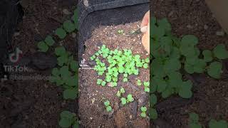 Thinning Turnips #garden #gardening #turnip #containergardening #vegetables #growingfood