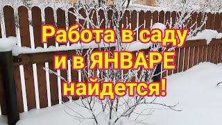 Календарь работ в саду и огороде  Январь