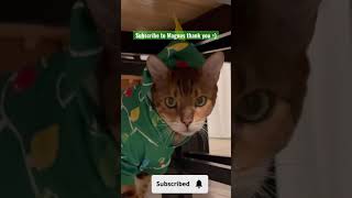 Subscribe to Magnus thank you #cat #funny #cute #bengalcat #animals #shorts #youtubeshorts