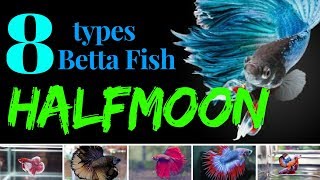 8 types of HALFMOON Betta Fish