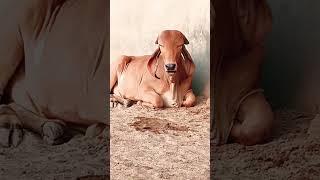 Top gir breeding farm in haryana Naloi