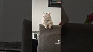 el gato quiere decirte algo