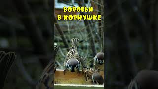 Воробьи в кормушке     #birds #птицы #birdslover