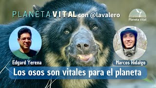 ¿Sabías que los osos son vitales para el planeta?