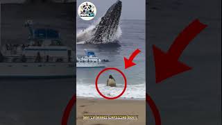 Whale Capsizing a Boat Caught on Camera! #amazing #movie