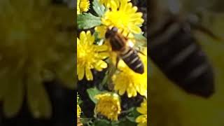 Bees collect nectar | Bees collect pollen#shorts