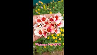 Purslane 25 colors  -  Portulaca 30 colors for sale online - Pathumani  - Whatsapp : 9445450701