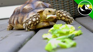 How Much Can a Tortoise Eat?! - A Green Bean Movie