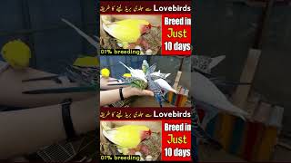 Love birds breeding #dancehall #rap #newmusic #breeding #birds #siddiquibirds