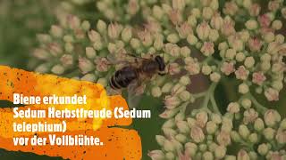 Biene erkundet Sedum "Herbstfreude"  (Bee explores Sedum "Autumn Joy")