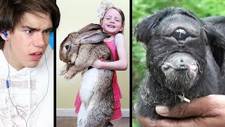 World's Weirdest & Oddest Animal Creatures