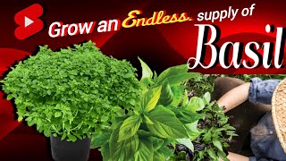 Grow an endless supply of Basil | How to grow Basil