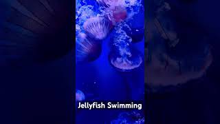 Jellyfish swimming #Jellyfish #musicband #pop #travel #dance #rockstar #spain #valencia #수족관 #유럽최대