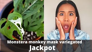 Monstera adansonii Jackpot | This Swiss cheese Plant is worth a lot | Monkey Mask rare mutation.