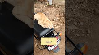 இதப் பாத்தீங்களா!!?? Funny cat sleeps#🤩 #viral  shorts#trending  #youtubeshorts