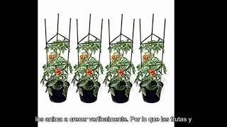 H&ZT Paquete de 6 Jaula para Plantas montada para Tomates y Jardines, con 1 Rollo de Alambre