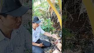 Khảo sát đất trồng Dừa ngoài miền Bắc #võ_quang_sơn #shortvideo #trendingshorts #coconut