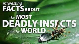 Interesting Facts about the Most Deadly insects in the World