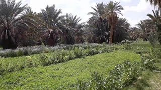 جولة بين السيفة وخضارة الحاج علال مرورا بواد غريس Un tour entre l'épée et les légumes