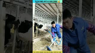 why put pipe in the cow's mouth 😱 #shorts_viral #shorts #youtubeshorts