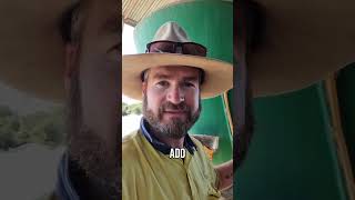 Feeding Cattle at the Feedlot: Morning routine #cattle #australia #feedlot #farming