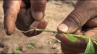 मिर्च पौध की रोपाई (सारांश)