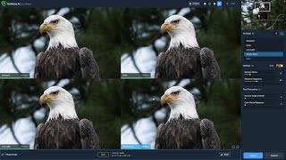 Wildlife photo editing workflow using Lightroom Desktop, DeNoise AI, and Sharpen AI