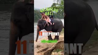 Bikini Invasion | Happy or Worry? #shorts #funny #jokes #elephant #fun #wildlife #river #nature #dad