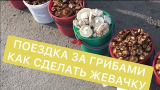 В ЛЕС ЗА ГРИБАМИ / НЕИЗВЕСТНАЯ НОРА / КАК СДЕЛАТЬ ЖВАЧКУ ИЗ ПШЕНИЦЕ