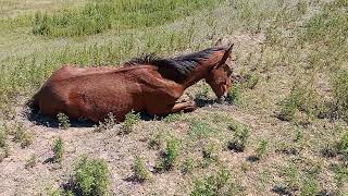 CÓMO PASA ESTO..! pobres caballos 🐎🐎 aventura en el arroyo..