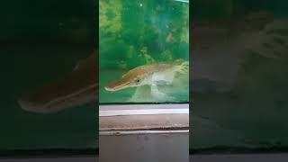 ikan aligator #ikan #shorts #fish #aquarium #predator