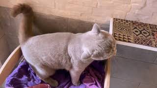 Momentos felinos… en Hotel Felino CoraLita! Gato Comun Europeo, British Shorthair…