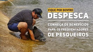 Despesca: o que é isso?