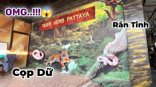 [#28] Rắn Thành Tinh|Cọp Gầm|Snakes|Tiger Herb 🌿 Pattaya Thailand 🇹🇭