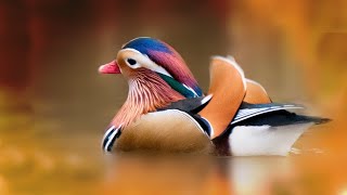 Bird photography, the wild mandarin duck revolution is coming !