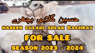 Haseen Gulabi | Ablak | Bachray For Sale | Intahi Munasib Rates Main | Fateh Pur Kamal | Zahid Pir