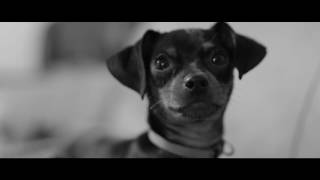 Dog Short Film