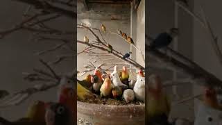 african love birds colony | love birds breeding | free flight love birds #lovebirds