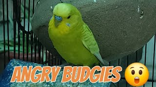 Angry Budgies|| Australian parrots Funny moments