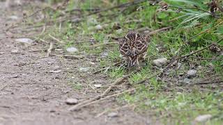 Lapland Longspur, Colonel Samuel Smith Park, 11/12/22