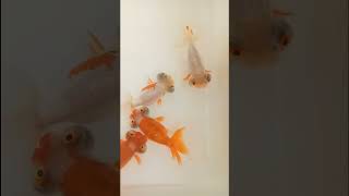 Art of Assessing Telescope Eye Goldfish Quality #goldfish