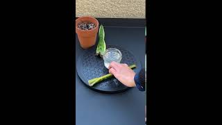 Snake Plant Failed Propagation Trying Water! #shorts