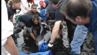 Beached Dolphins Rescued