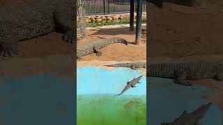 Crocodile family taking a nap #viral #trending