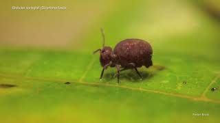 Dicyrtoma fusca springtail